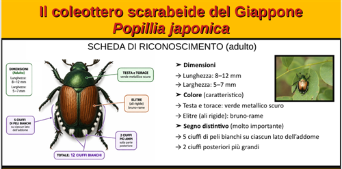 Popillia japonica: che fare?